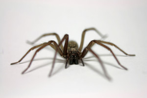 Spinne