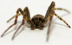 Spinne 