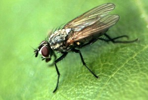 fliege 